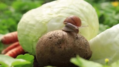 Patatesli salyangoz, doğal haşere. Seçici odak