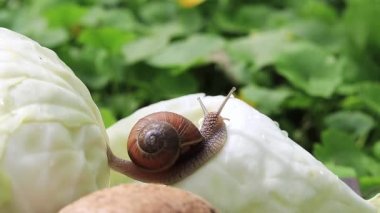 Lahana başındaki salyangoz, sebze mevsimi ve zararlı hayvanları.