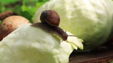 Sebzeli küçük salyangoz. Bir şeye bakmak için kabağa uzanmış bir salyangoz. Seçici odak