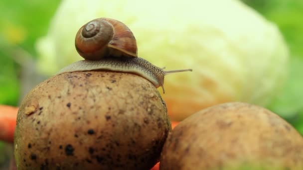 Curious Snail Vegetables Pet Pest — стоковое видео