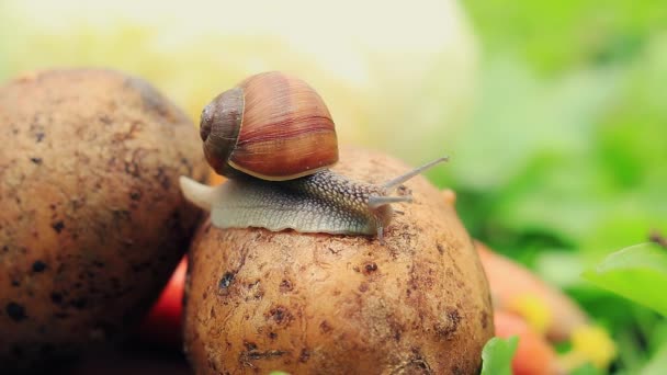 Curious Snail Vegetables Pet Pest — Vídeo de stock