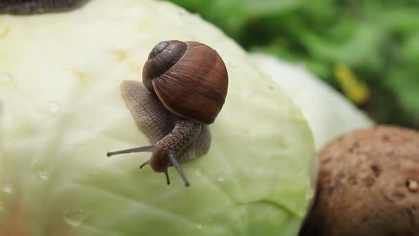 Snail Cabbage Leaf Cute Pest — Vídeo de Stock