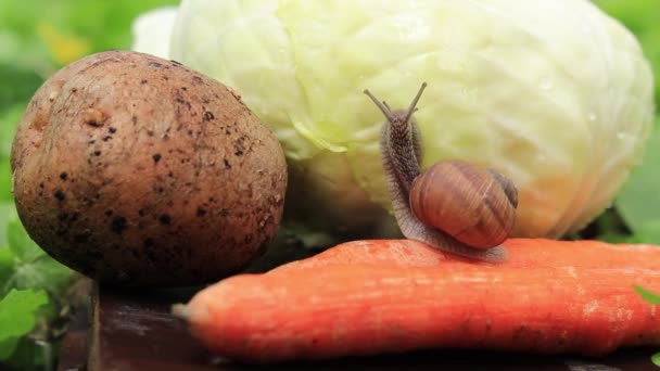Snail Crawls Vegetables Agricultural Pest Selective Focus — Stock videók