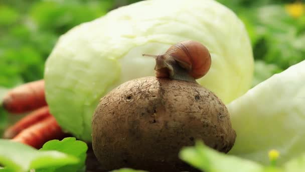 Furcsa Csiga Zöldségekben Kedvtelésből Tartott Állatokban Vagy Kártevőkben — Stock videók