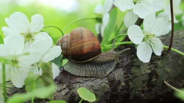 Caracol Del Bosque Arrastra Flores Ciruela Cerezo — Vídeo de stock