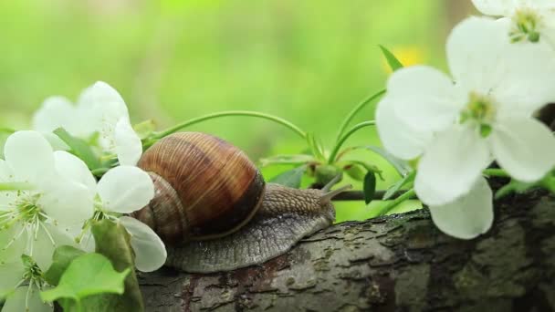 Forest Snail Creeps Cherry Plum Flowers Spring Background — Stock Video