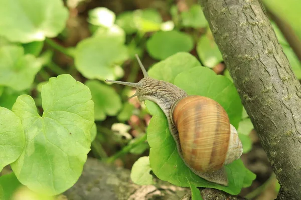 Snail Crawls Branch Forest — 스톡 사진