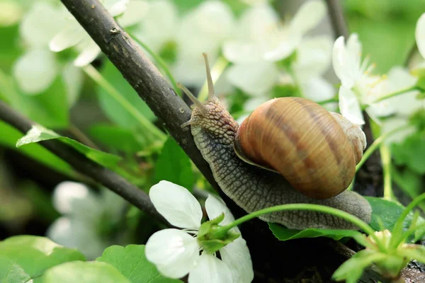 Snail White Flowers — Stok fotoğraf
