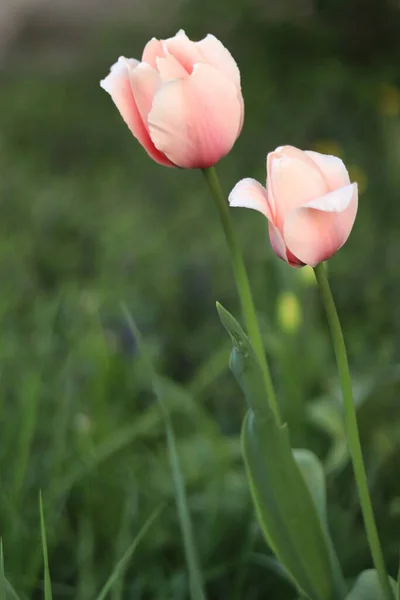 Тюльпаны Весной Светлые Красивые Цветы Естественном Фоне Цветущие Тюльпаны Поляне — стоковое фото
