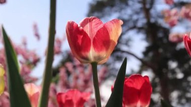 Parklarda çiçek açan laleler. Doğadaki bir çiçeğin yakın plan çekimi. Ilık bahar havası