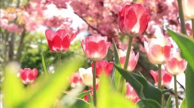 Parkta kırmızı-pembe laleler, meydan, botanik bahçesi. İlkbaharda çiçek açan ağaçların arka planında laleler, seçici odak