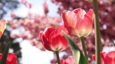 Parkta kırmızı-pembe laleler, meydan, botanik bahçesi. İlkbaharda çiçek açan ağaçların arka planında laleler, seçici odak