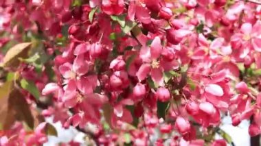 Mor elma çiçeği. Parklarda ve meydanlarda açan bahar ağaçları