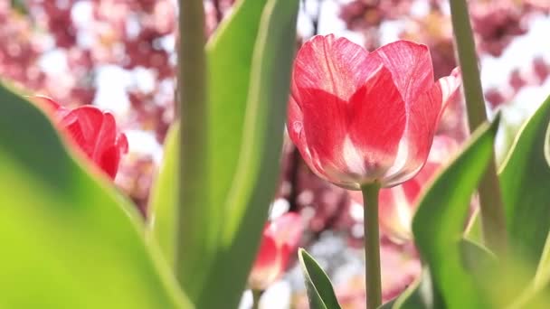 Blooming Tulips Parks Close Shot Flower Backdrop Cherry Blossoms Warm — Stockvideo
