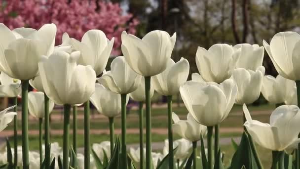 Blooming White Tulips Park Square Botanical Garden Tulips Background Flowering — Stock Video