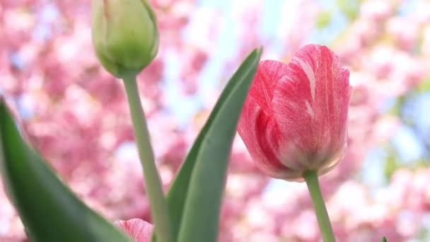 Blooming Tulips Parks Close Shot Flower Backdrop Cherry Blossoms Warm — Stock Video