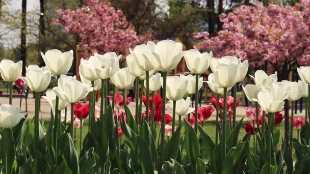 Blooming White Tulips Park Square Botanical Garden Tulips Background Flowering — Stock Video