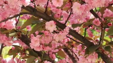 Baharda çiçek açan sakura ağacı. Rüzgarda uçuşan Terry pembe çiçekleri. Ilık açan bahar