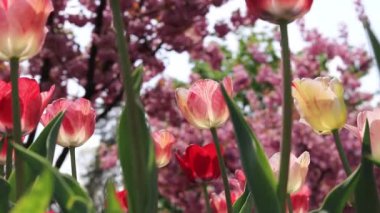 Blooming red-pink tulips in the park, square, botanical garden. Tulips on the background of flowering trees in spring, selective focus