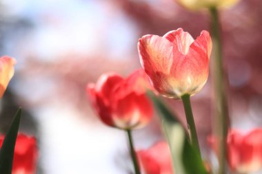 Parklarda çiçek açan laleler. Bir çiçeğin yakın plan görüntüsü kiraz çiçeklerinin arka planına karşı. Ilık bahar havası. Seçici odak, bulanık ön çiçek