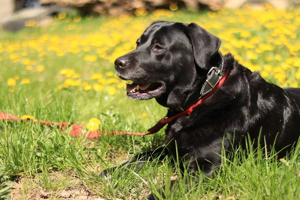 Black labrador in dandelions, pet. Leash against fleas and ticks on the neck of a dog, protection against parasites