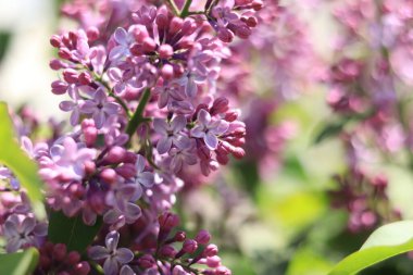 Bahar çiçekli leylak. Seçici odaklı açık mor çiçek kümeleri. Bahar arkaplanı veya ekran koruyucu.