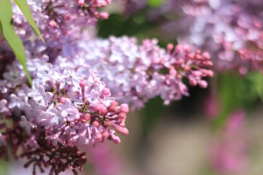 Bahar çiçekli leylak. Seçici odaklı açık mor çiçek kümeleri. Bahar arkaplanı veya ekran koruyucu.