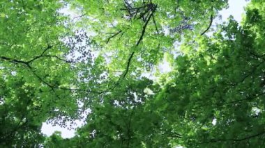 Ağaçların tepesi gökyüzüne karşı yeşil, video aşağıdan yukarıya doğru çekiliyor. Yaprak döken orman