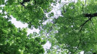 Ağaçların tepesi gökyüzüne karşı yeşil, video aşağıdan yukarıya doğru çekiliyor. Yaprak döken orman