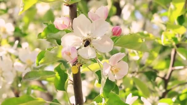 Wasp Pollinates Flowering Apple Tree White Flowers Insects — Wideo stockowe