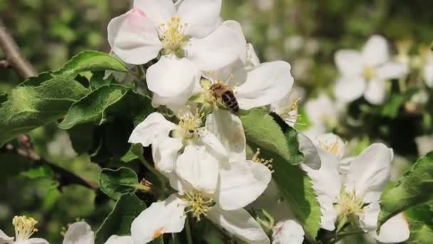 Wasp Pollinates Flowering Apple Tree White Flowers Insects — Wideo stockowe