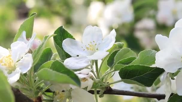 Kwiat Białego Jabłka Ostrość Selektywna — Wideo stockowe