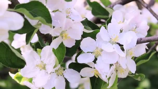 White Apple Blossom Selective Focus — Wideo stockowe
