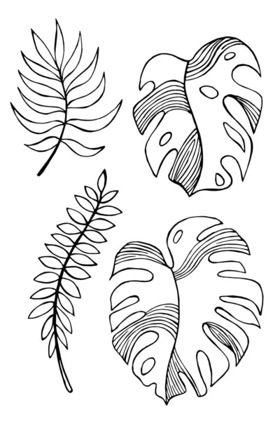 Leaves Tropical Plants Hand Drawn Isolated White Background Vector Drawings — Archivo Imágenes Vectoriales