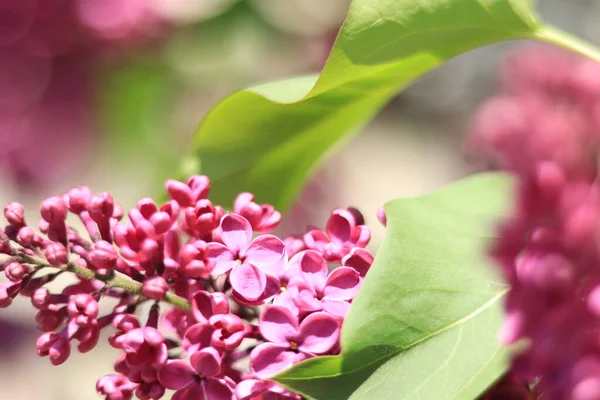 Bahar çiçekli leylak. Seçici odaklı açık mor çiçek kümeleri. Bahar arkaplanı veya ekran koruyucu.