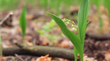 The first lilies of the valley