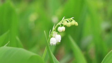Vadinin ilk zambakları, bahar ormanı çiçekleri, çiçek açar. Doğada yabani çiçekler.
