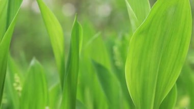 Vadi Zambağı yaprakları, yakın çekim videosu, seçici odaklanma. Ormandaki vadi zambakları.