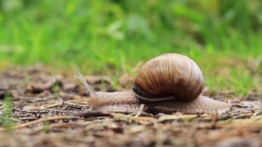 A snail crawls on the ground in a forest, close-up video, selective focus. Wildlife after the rain