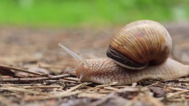 The snail quickly crawls in front of the camera, selective focus