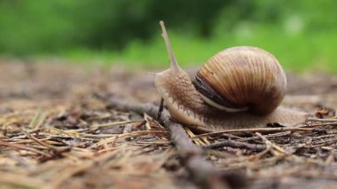 Bir salyangoz ormanda yerde sürünür, yakın çekim video, seçici odaklanma. Yağmurdan sonra vahşi yaşam