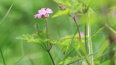 Basit orman çiçekleri, sonsuz doğa, seçici odak. Bulanık arkaplanda küçük bir çiçek