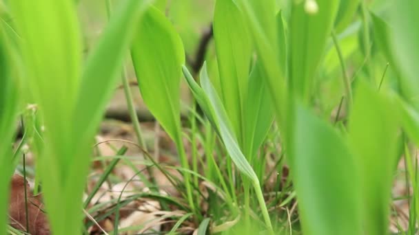 Lily Valley Leaves Close Video Selective Focus Glade Lilies Valley — ストック動画