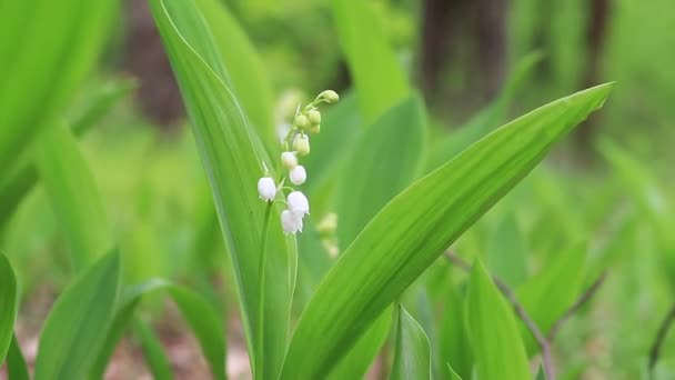 First Lilies Valley Spring Forest Flowers Bloom Wild Flowers Nature — Wideo stockowe