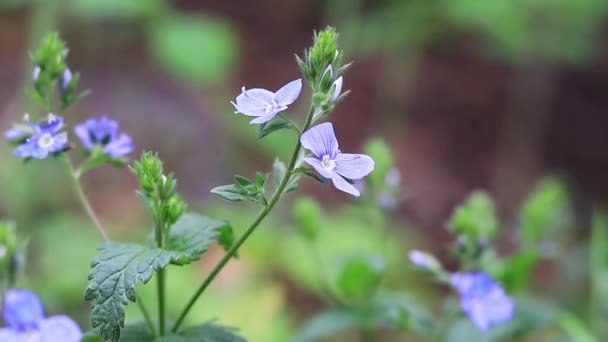 Simple Forest Flowers Nature Eternal Selective Focus Small Flower Blurred — Wideo stockowe