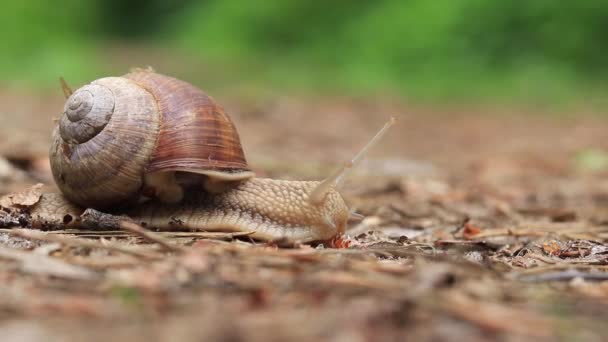 Snail Crawls Ground Forest Close Video Selective Focus Wildlife Rain — Vídeo de Stock