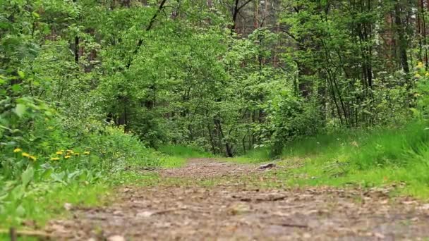 Sendero Peatonal Bosque Caducifolio Caminar Por Parque — Vídeo de stock