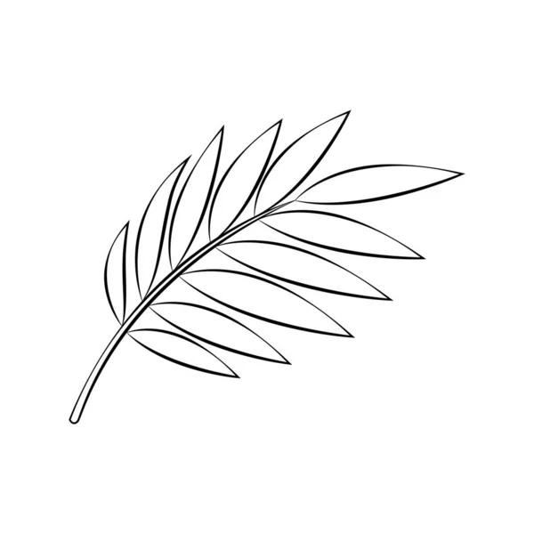 Outline Drawing Palm Branch Leaves — стоковый вектор