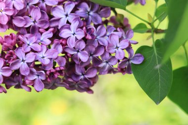 Bahar çiçekli leylak. Seçici odaklı açık mor çiçek kümeleri. Bahar arkaplanı veya ekran koruyucu