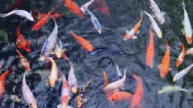 Havuzdaki parlak renkli balıklar. Koi sazan balığı. Gölette süs balığı yetiştiriyor.